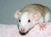 Rats: Peste 4ème génération