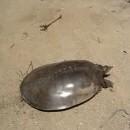 Une tortue rapide