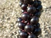 Photo-mystère grains folie (bis)