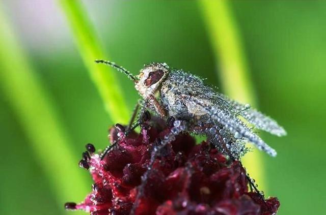 Eux aussi sont mouillйs !