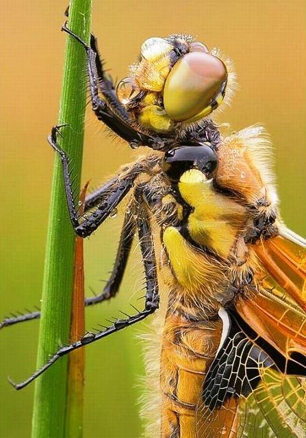 Eux aussi sont mouillйs !