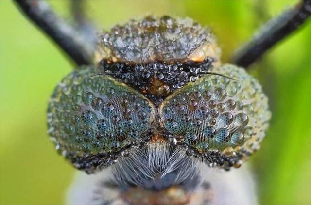 Eux aussi sont mouillйs !