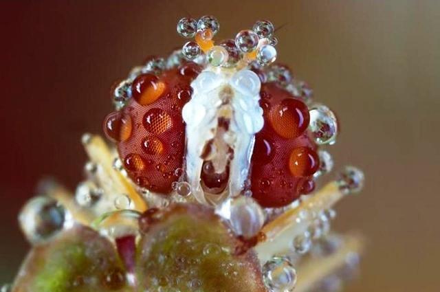 Eux aussi sont mouillйs !