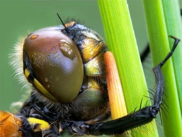 Eux aussi sont mouillйs !