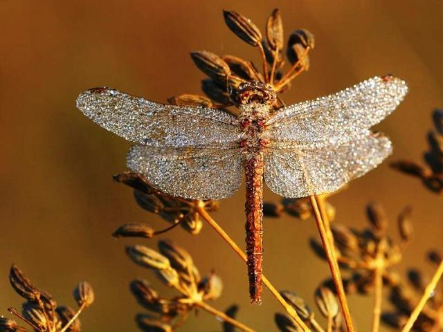 Eux aussi sont mouillйs !