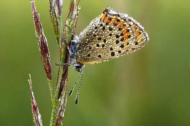 Eux aussi sont mouillйs !