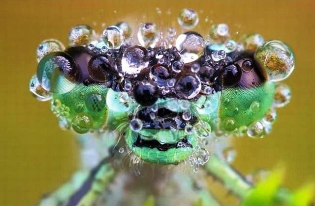 Eux aussi sont mouillйs !