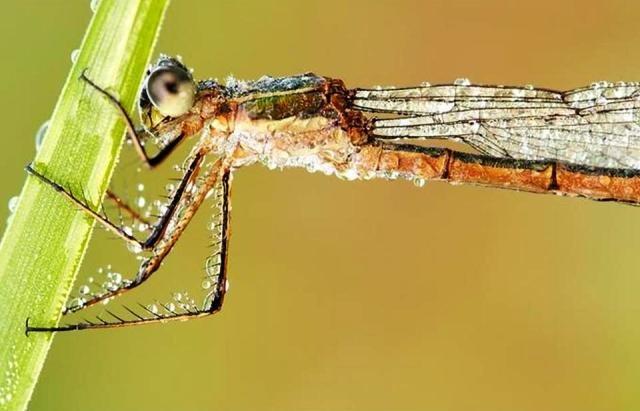 Eux aussi sont mouillйs !