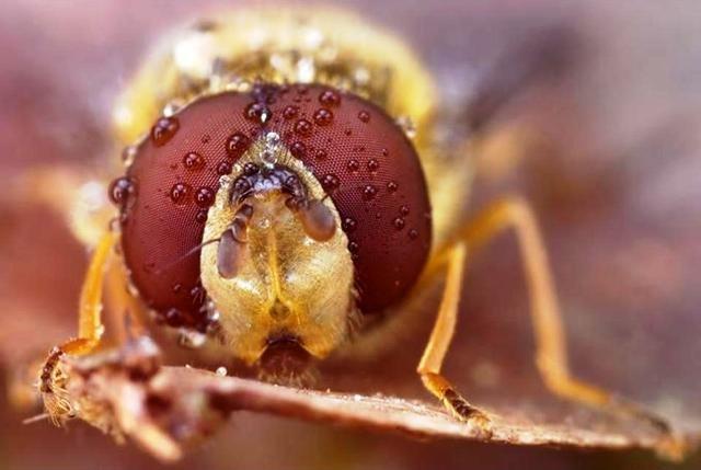 Eux aussi sont mouillйs !