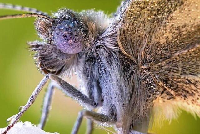 Eux aussi sont mouillйs !