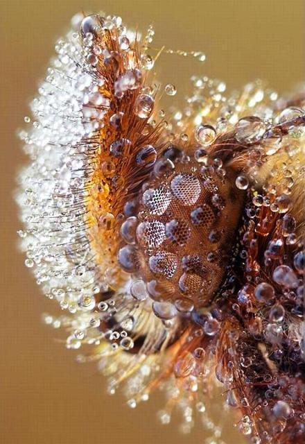 Eux aussi sont mouillйs !