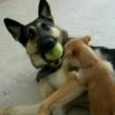 chiot attaque berger allemand