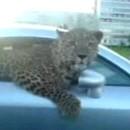 Un leopard dans une voiture