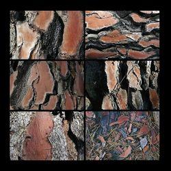 Le projet d'écriture s'effrite tout comme s'effrite peu à peu l'écorce de la vie