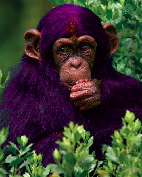 La nature en mauve ...