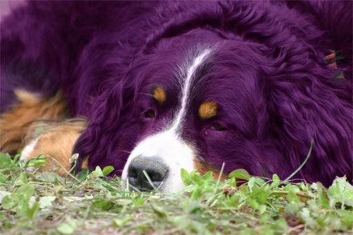 La nature en mauve ...