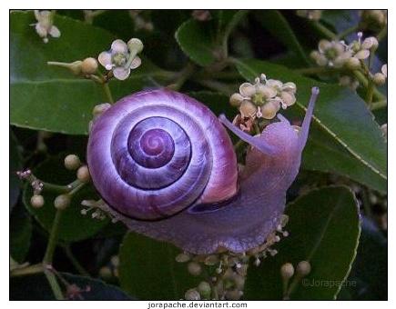 La nature en mauve ...