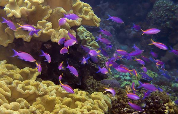 La nature en mauve ...