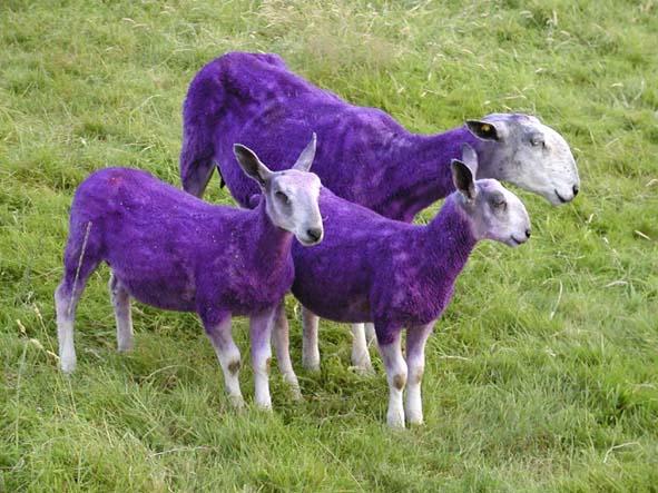 La nature en mauve ...