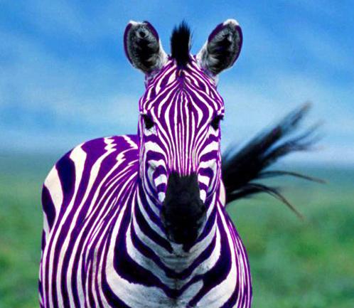 La nature en mauve ...