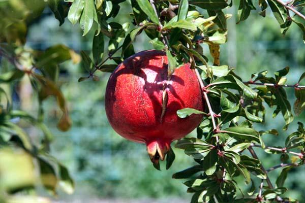 Red Pomegranate grenade Punica granatum
