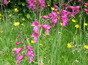 Côté jardin glaïeuls.
