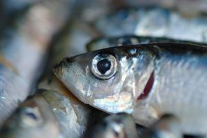 L'Union Européenne veut sauver durablement le cabillaud, le hareng et l'anchois