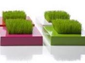 Racine Carré petit coin verdure pour votre intérieur