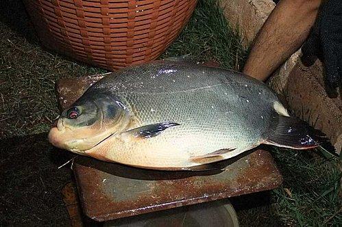 Pêche à Udonthani : Ré-empoissonnement du « Sabai-Sabai »