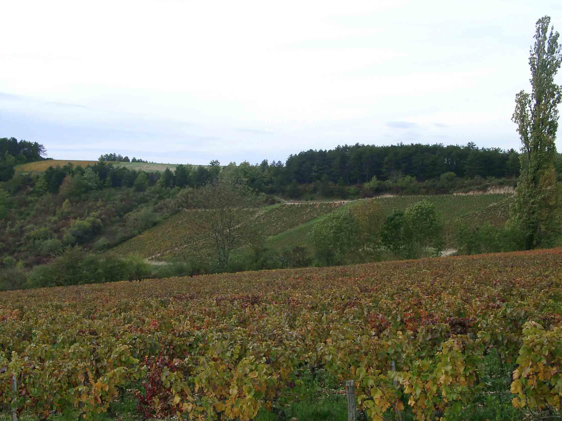 vignes.1256844097.jpg