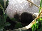 Vous avez "champignons"