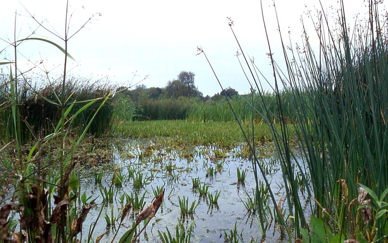 Côté jardin - Mare, étang.