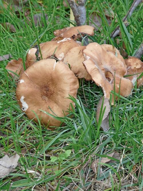 Journal du 31 octobre 2009 : champignons, olives et coings !