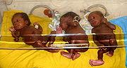 triplets_10_cropped.1256961202.jpg