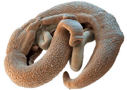 Nature inspiratrice ?