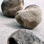 Nature inspiratrice ?