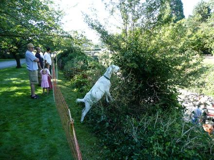DES TONDEUSES À GAZON A QUATRE PATTES