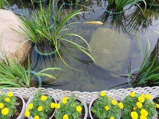 Kaléidoscope tropical