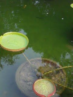 Kaléidoscope tropical