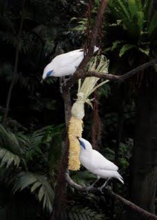 Kaléidoscope tropical