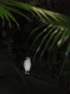 Kaléidoscope tropical