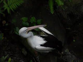 Kaléidoscope tropical