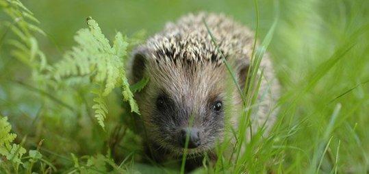 Le hérisson, une espèce sentinelle
