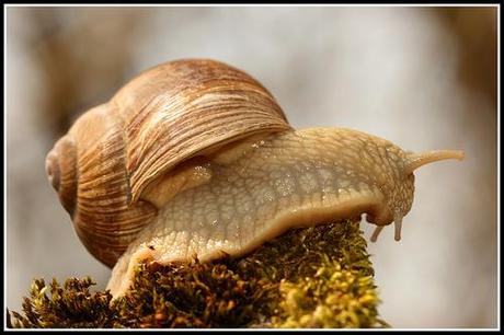 Anchoïade de petits-gris !!!