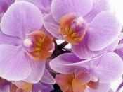 joli petit Pahlaenopsis Anthura Santos