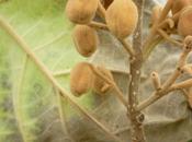 Photo-mystère gant velours