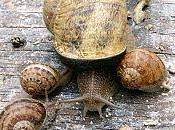 Rappel pourquoi l'escargot