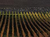 EMilion Montbazillac