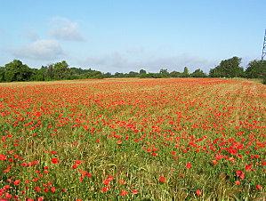 Paysage à Cormeilles en Parisis