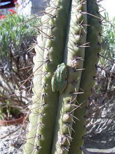 grencactus